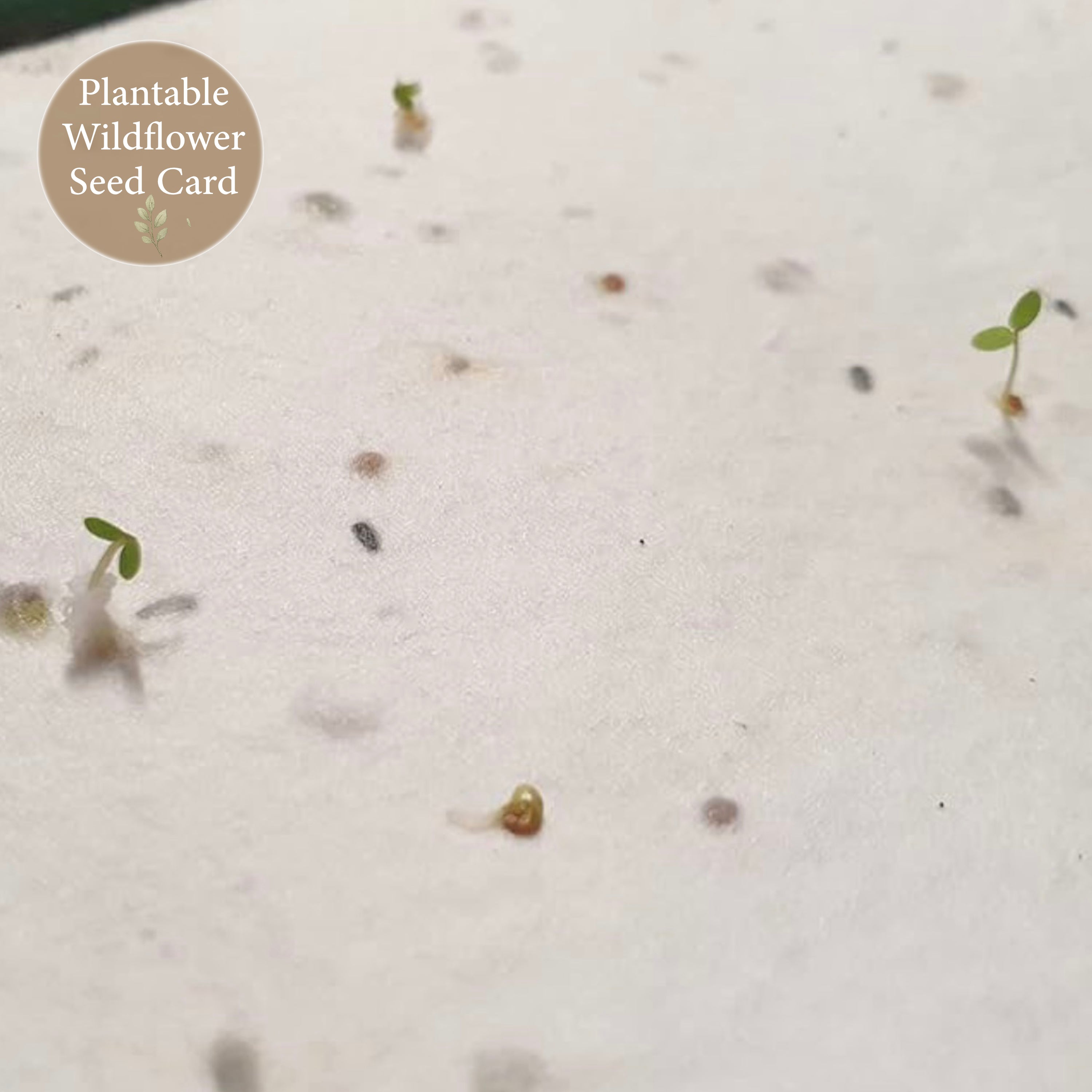 Close up of plantable wildflower seed paper card used for robin remembrance bracelet